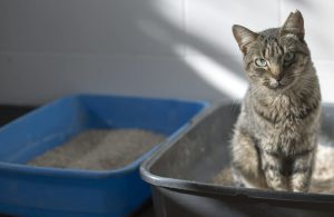 Tofu-kattenzand-geurloos heerlijke geur kattenzand parfum petmates zutphen