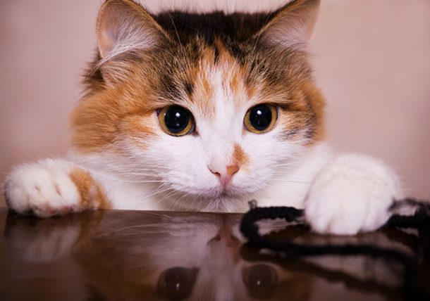 spelende katten vervelen speeltjes voor katten vermaken katten